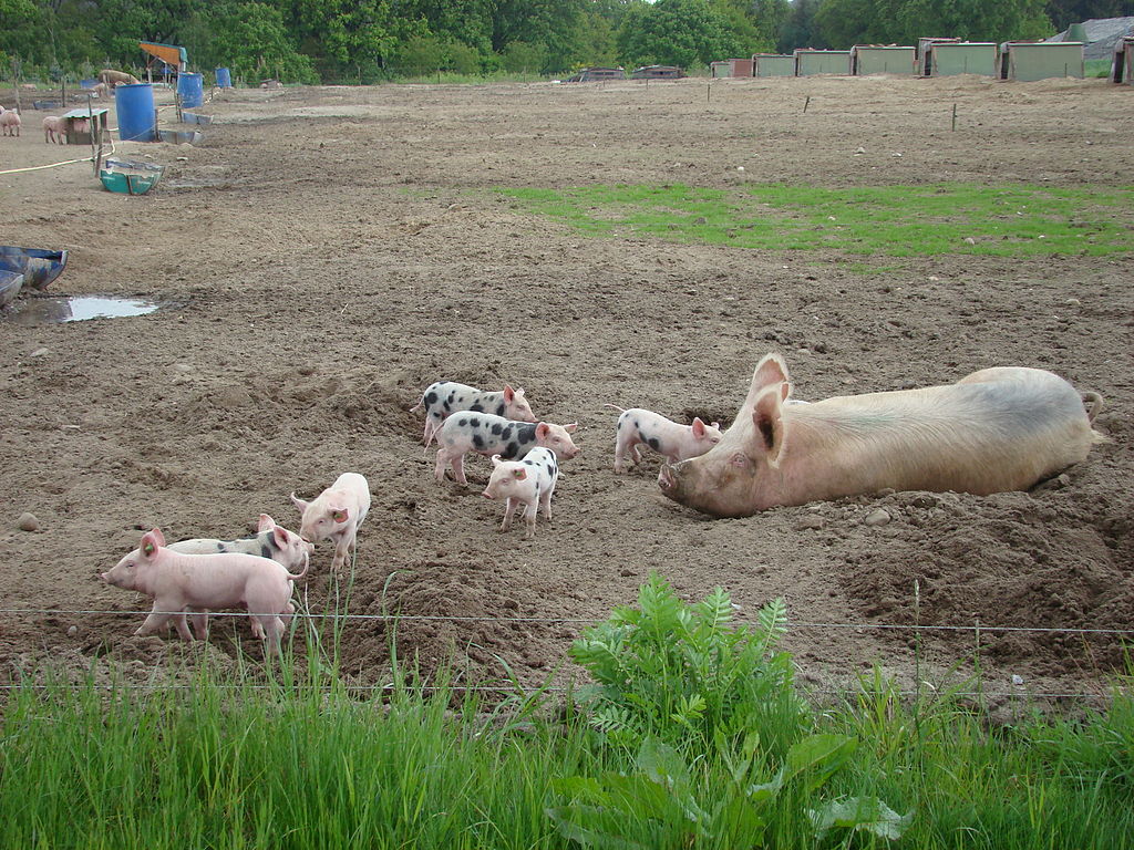 File:Free range pigs.jpg