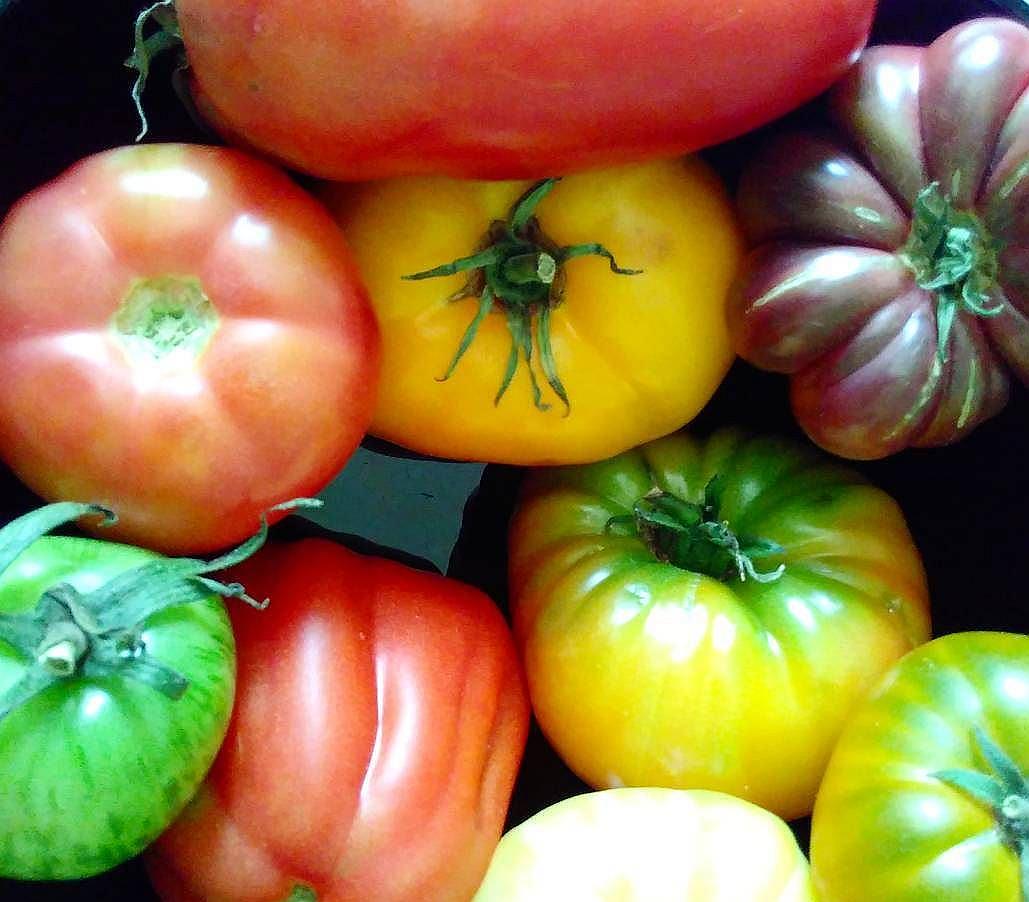 File:Verschiedene-Sorten-Tomaten.jpg