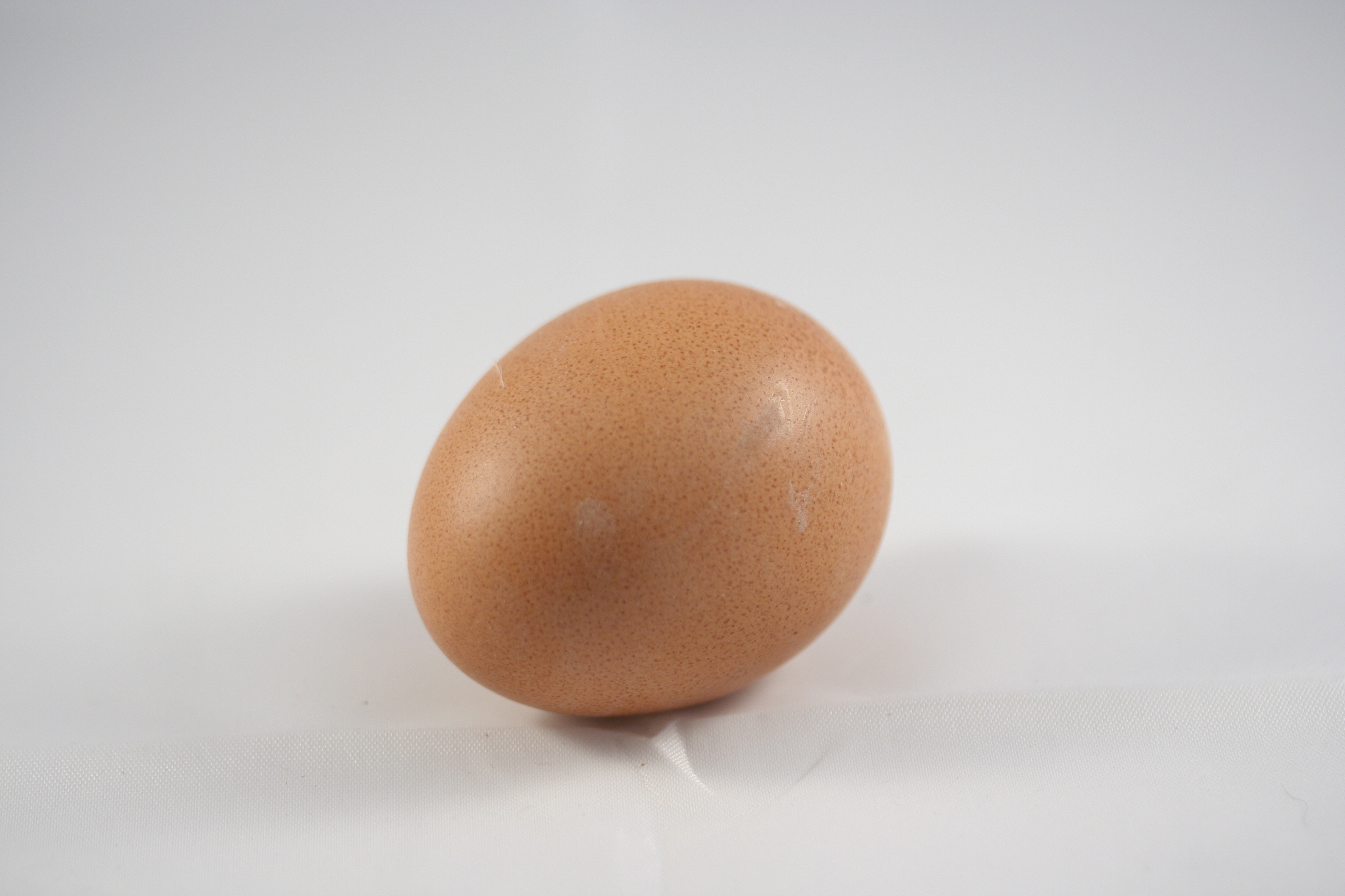 File:One Egg.jpg