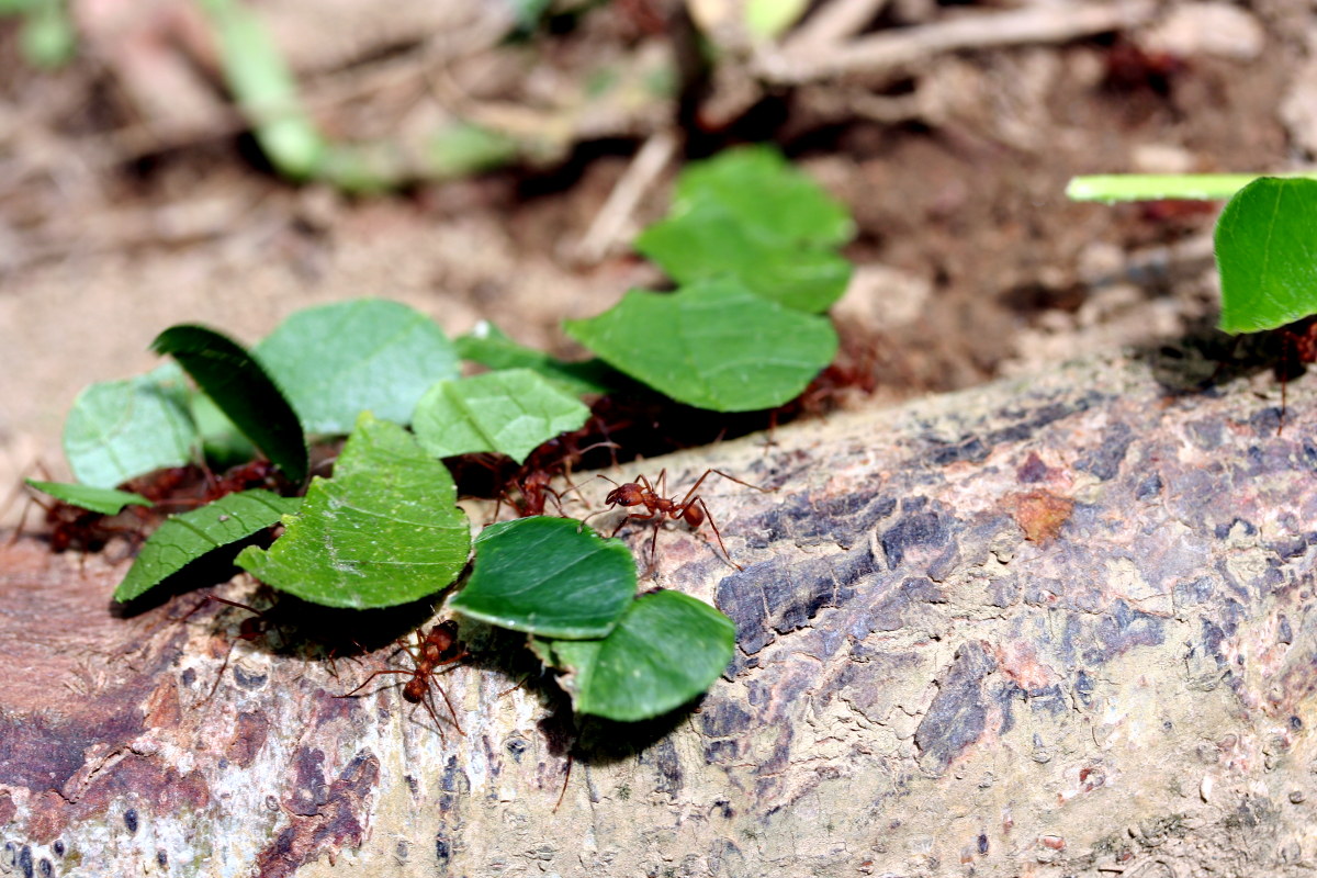 File:Leafcutter ant.jpg