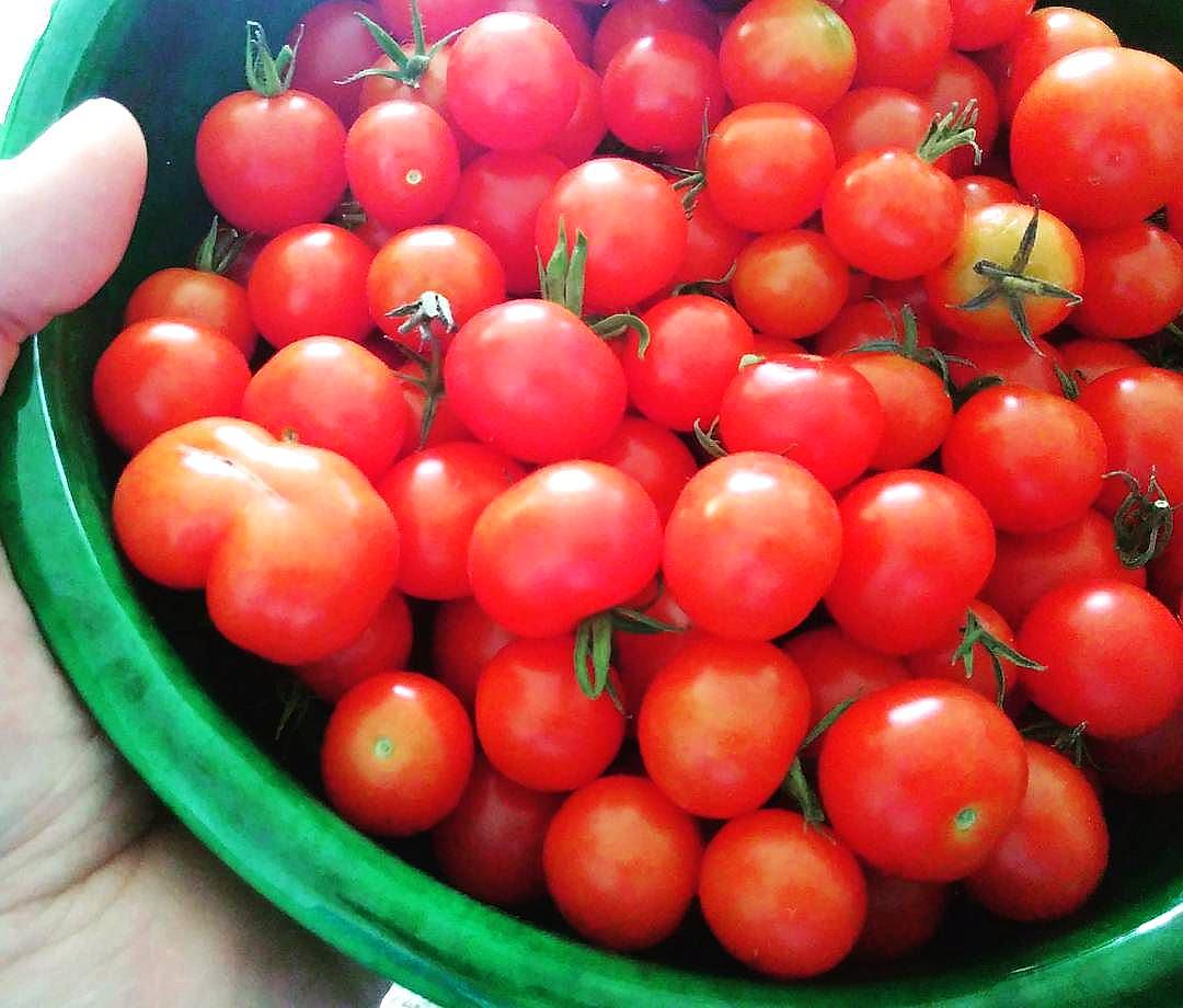 File:Schale mit kleinen Tomaten.jpg