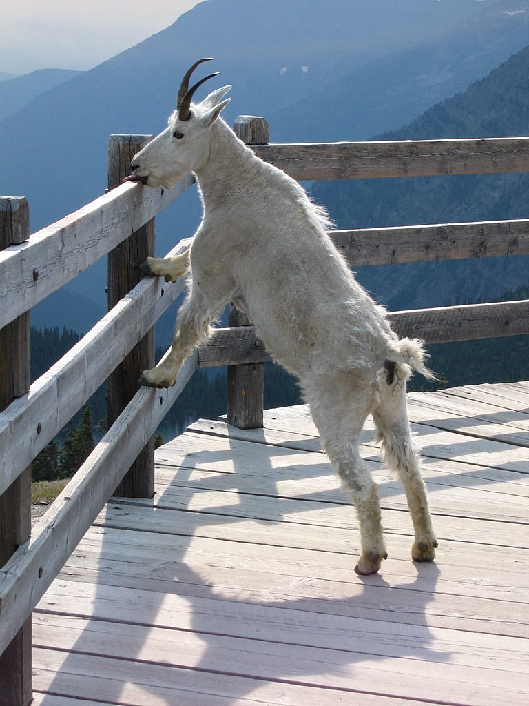 File:Handrail goat.jpg