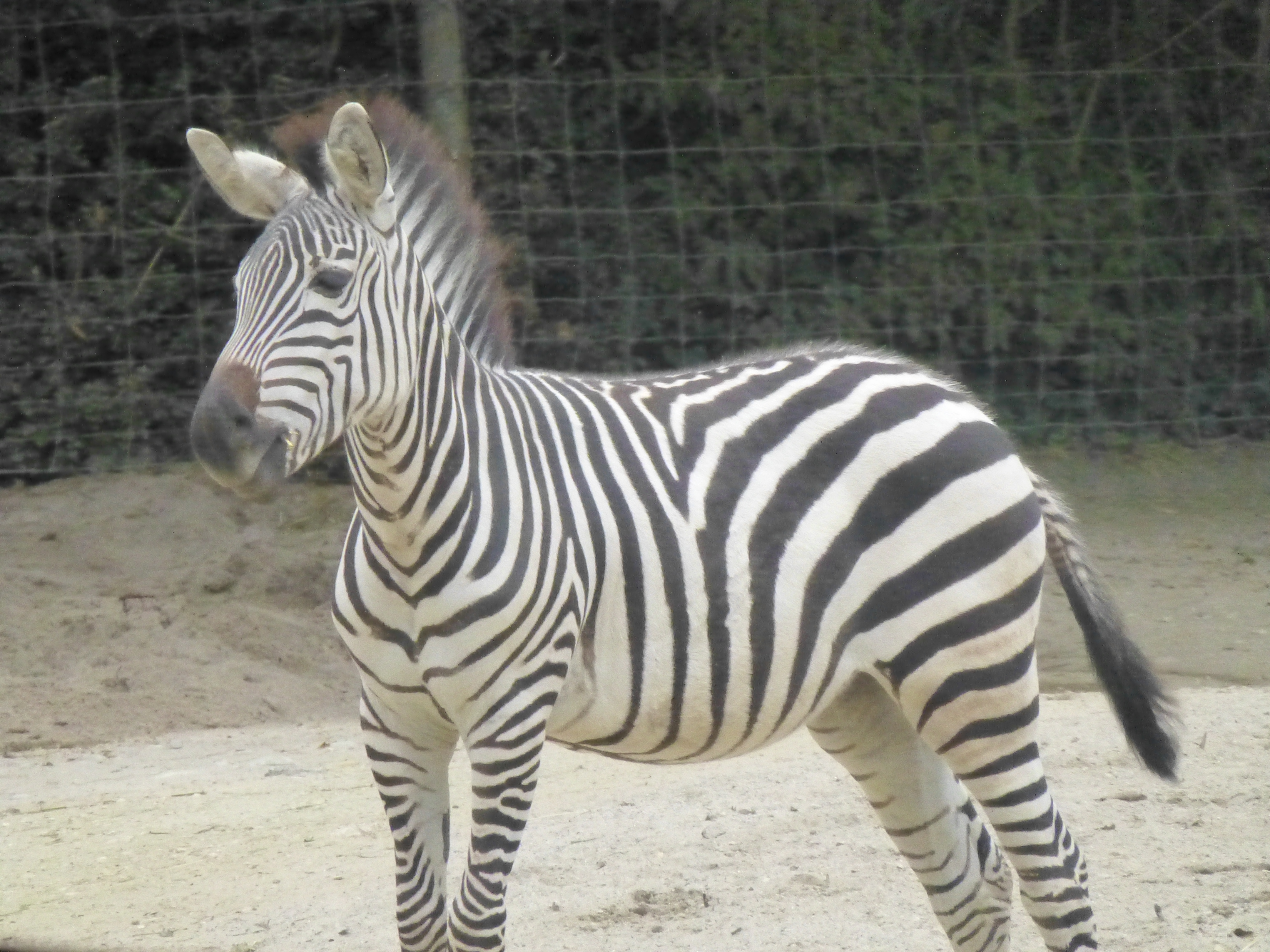 Zebra.jpeg